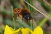 Osmia aurulenta